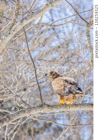 White-tailed eagle White-tailed eagle 138259325