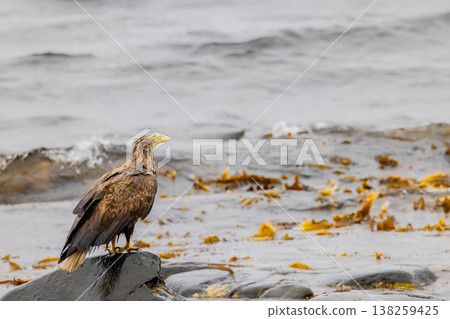 White-tailed eagle White-tailed eagle 138259425
