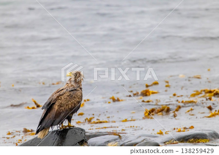 White-tailed eagle 138259429