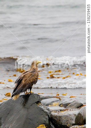 White-tailed eagle White-tailed eagle 138259435