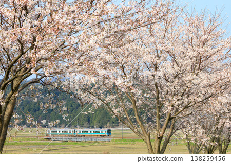 A view of the Obama Line from beneath the fully bloomed cherry trees of the 2000th Anniversary Cherry Blossom Street. A view of the Obama Line from beneath the fully bloomed cherry trees of the 2000th Anniversary Cherry Blossom Street. 138259456
