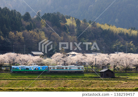 歐巴馬主題列車駛過美林町,背景是一排櫻花樹。 歐巴馬主題列車駛過美林町,背景是一排櫻花樹。 138259457
