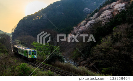 關西本線的一輛柴油動車組在日出前飛馳而過,沿途櫻花盛開。 關西本線的一輛柴油動車組在日出前飛馳而過,沿途櫻花盛開。 138259464