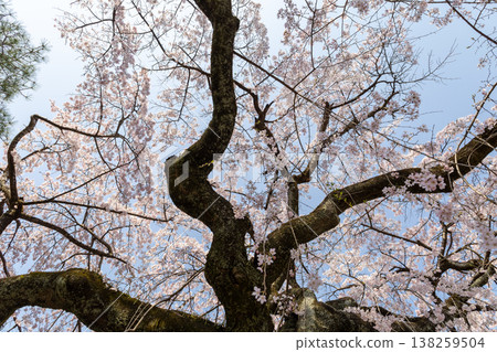 川越中院:藍天與垂枝櫻花 川越中院:藍天與垂枝櫻花 138259504