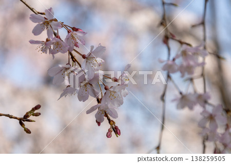 垂枝櫻花樹的特寫。 垂枝櫻花樹的特寫。 138259505