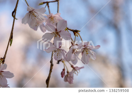垂枝櫻花樹的特寫。 垂枝櫻花樹的特寫。 138259508