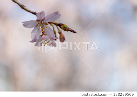 垂枝櫻花樹的特寫。 垂枝櫻花樹的特寫。 138259509