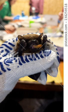 A Common Noctule bat in a volunteer's hand sits and eats a worm. A Common Noctule bat in a volunteer's hand sits and eats a worm. 138259518