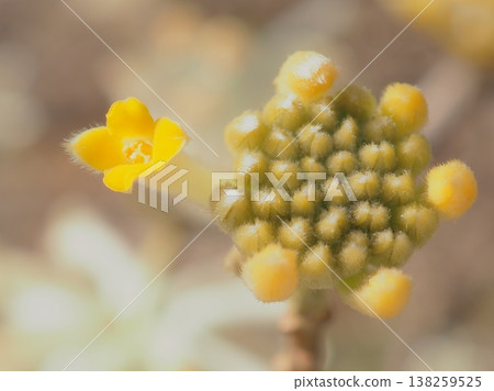 開花的三葉草(afli20260327143258) 開花的三葉草(afli20260327143258) 138259525
