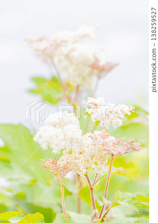 Oni的手 Oni的手 138259527