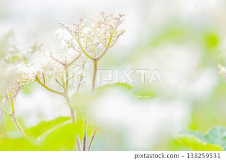 Oni的手 Oni的手 138259531