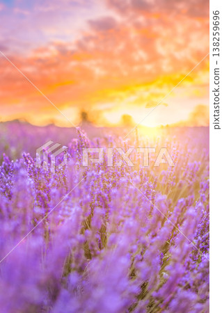 Dreamy blooming lavender close-up, luminous spring summer flowers, sun rays, vibrant magical nature background Dreamy blooming lavender close-up, luminous spring summer flowers, sun rays, vibrant magical nature background 138259696