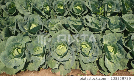Cabbage patch: cabbage patch Cabbage patch: cabbage patch 138259729
