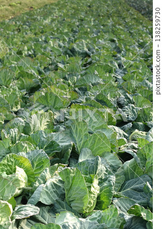 Cabbage patch: cabbage patch Cabbage patch: cabbage patch 138259730