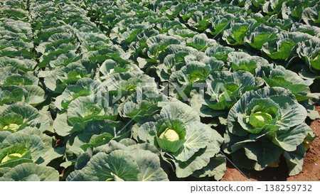 Cabbage patch: cabbage patch Cabbage patch: cabbage patch 138259732