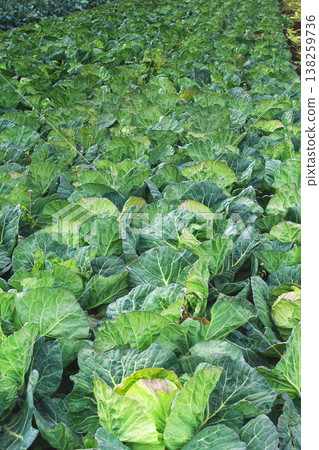 捲心菜補丁:捲心菜補丁 捲心菜補丁:捲心菜補丁 138259736