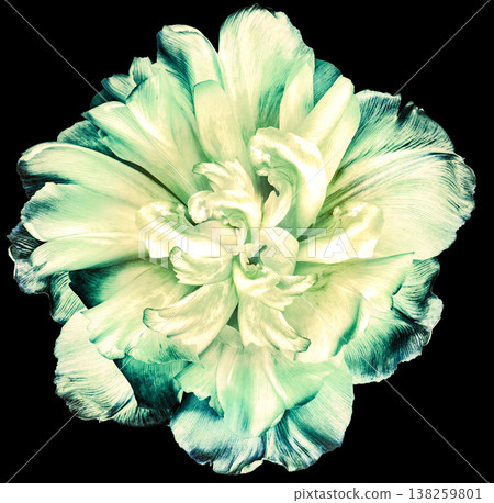 Tulip flower  on black isolated background with clipping path. Closeup. Flower on a green stem. Nature. 138259801
