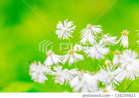 Karamatsusou 138259821