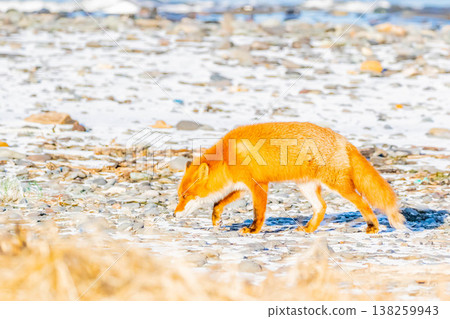 Kita fox Kita fox 138259943