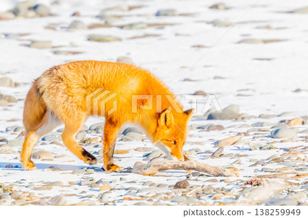 Kita fox Kita fox 138259949