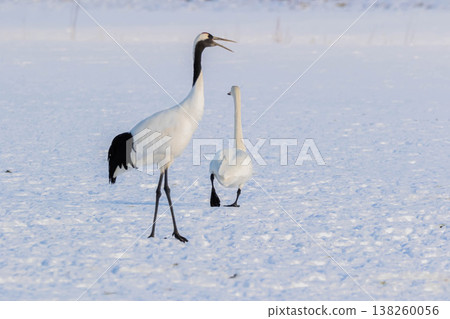 Tan and Swan 138260056