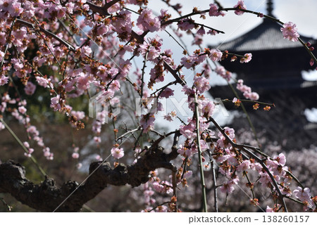 View from the plum garden at Toji Temple, the head temple of the Toji sect (Minami Ward, Kyoto City) View from the plum garden at Toji Temple, the head temple of the Toji sect (Minami Ward, Kyoto City) 138260157