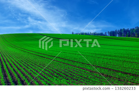 綠泉 138260233