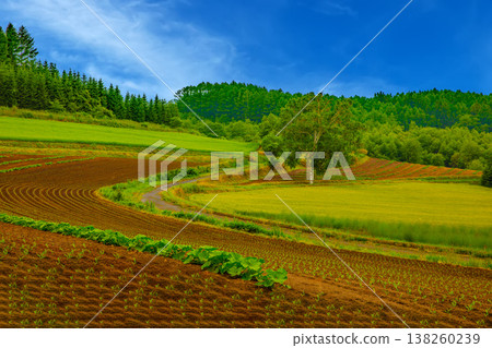 鄉村景觀 138260239