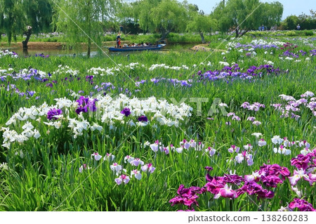 [Chiba Prefecture] Sawara Iris Festival under clear skies (Suigo Sawara Iris Park) 138260283
