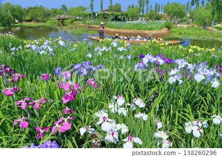 【千葉縣】晴空下的佐原鳶尾花節（水鄉佐原鳶尾花公園） 138260296
