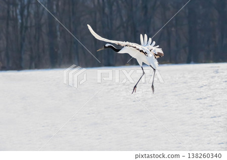 Landing of cranes 138260340