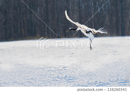 Landing of cranes 138260341