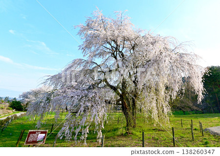 南阿爾卑斯山安曇野公園,岩原大垂櫻樹 南阿爾卑斯山安曇野公園,岩原大垂櫻樹 138260347