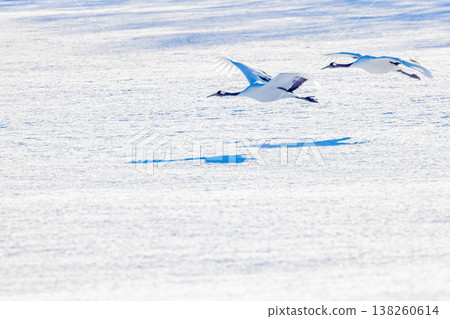 Flight of the crane Flight of the crane 138260614