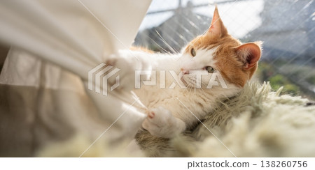 貓玩窗簾棕虎白 貓玩窗簾棕虎白 138260756