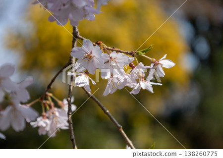 Close-up photo of a weeping cherry tree. Close-up photo of a weeping cherry tree. 138260775