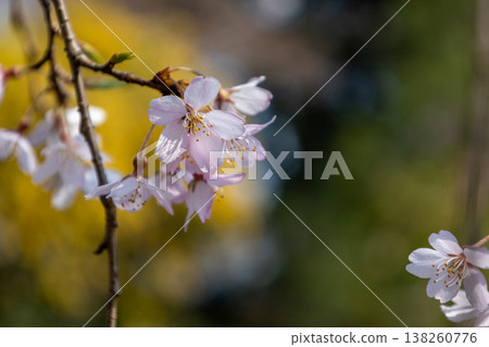 Close-up photo of a weeping cherry tree. Close-up photo of a weeping cherry tree. 138260776