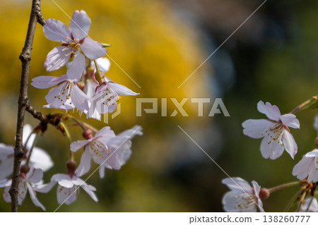 Close-up photo of a weeping cherry tree. Close-up photo of a weeping cherry tree. 138260777