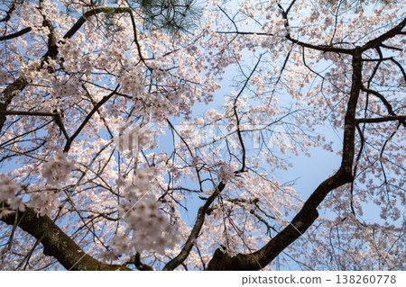 Kawagoe Chuin Temple: Blue sky and weeping cherry blossoms Kawagoe Chuin Temple: Blue sky and weeping cherry blossoms 138260778