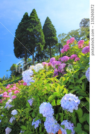 【千葉縣】晴空下的服部農場繡球花園 【千葉縣】晴空下的服部農場繡球花園 138260872