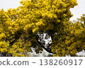 Mimosa tree branches displaying vibrant yellow flowers, signaling the arrival of spring and new life in nature 138260917