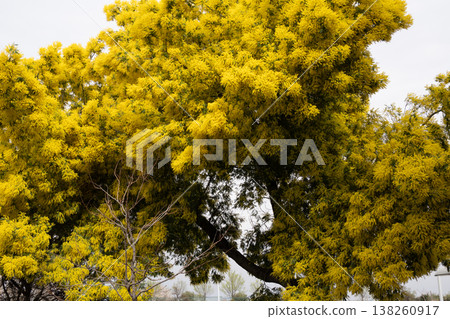 Mimosa tree branches displaying vibrant yellow flowers, signaling the arrival of spring and new life in nature 138260917