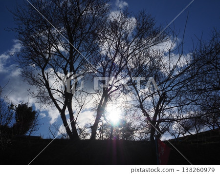 In a winter park, sunlight streams in. In a winter park, sunlight streams in. 138260979