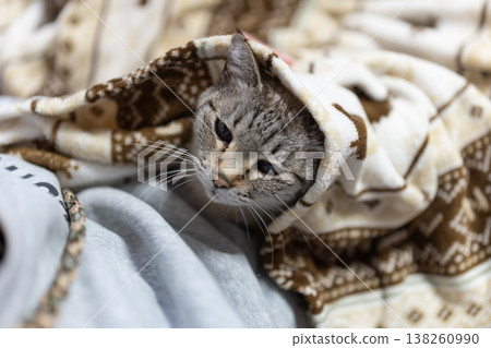 hold a cat 138260990