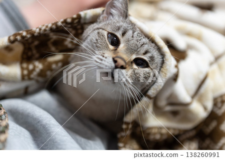 hold a cat 138260991