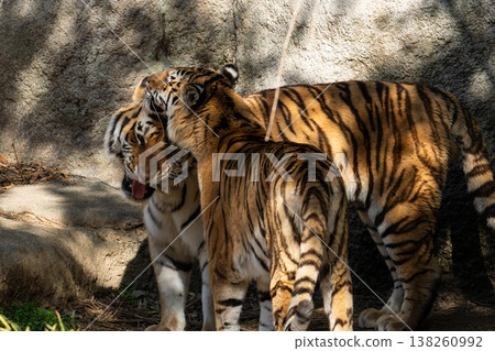 兩隻老虎互相接觸 138260992