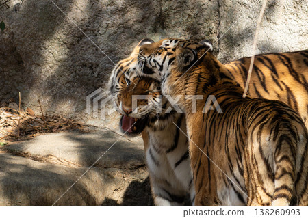 兩隻老虎互相接觸 138260993