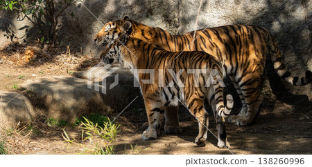 Two tigers touching each other Two tigers touching each other 138260996