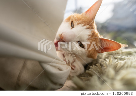 A cat playing with the curtain Brown Tiger White A cat playing with the curtain Brown Tiger White 138260998