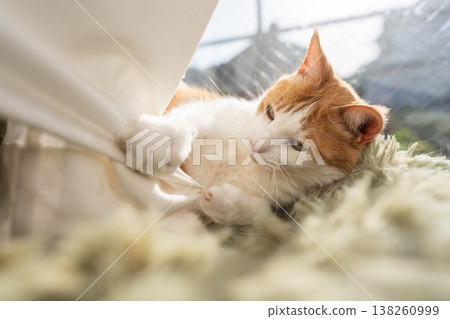 A cat playing with the curtain Brown Tiger White A cat playing with the curtain Brown Tiger White 138260999